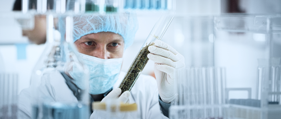 Pharmaceutical professional working in laboratory with cannabis.